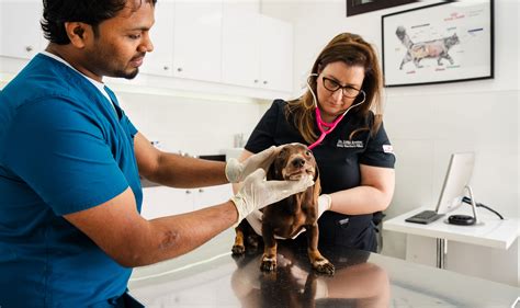 24/7 Emergency Vet in Dubai: Immediate Response & Relief