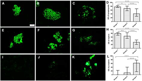 The Expression Of Synaptopodin Nephrin And P Nephrin In Glomeruli