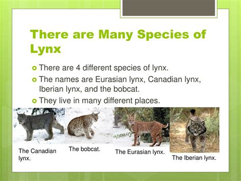 PPT - Leaping Lynxes PowerPoint Presentation, free download - ID:2177238