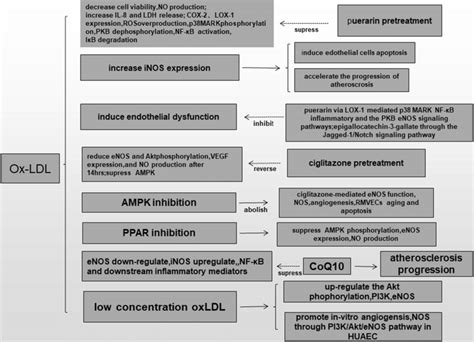 Regulating Effects Of Oxidized Low Density Lipoprotein On Endothelial