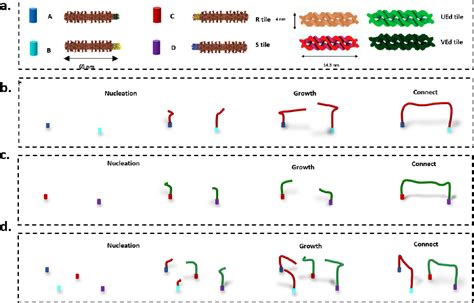 Figure 1 From Dynamic Control Of DNA Nanotube Self Assembly Processes