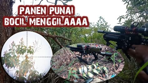 Hunting Punai Sampai Kuwalahan Saking Ramenya Youtube