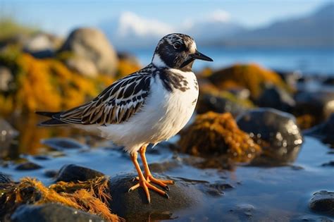 Premium Ai Image Ruddy Turnstone Arenaria Interpres Bird Perched On