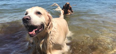 Hitze Hund im Sommer richtig abkühlen wedog Blog