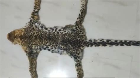 Leopard Skin Seized In Odishas Kalahandi 1 Held