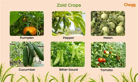 vegetables grown  kharif season  isaac perdriau blog