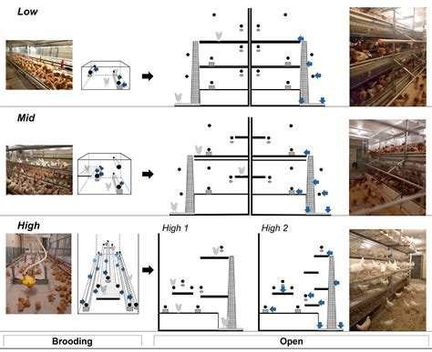 Frontiers Rearing Laying Hens The Effect Of Aviary Design And