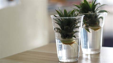 How to Grow Pineapple Seeds — A Pineapple From Seed