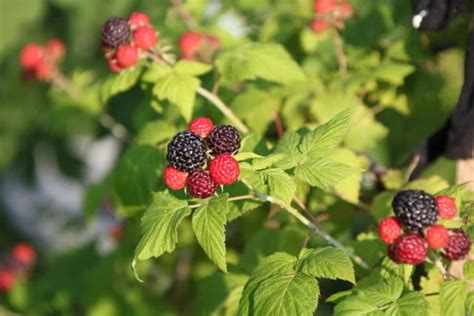 Pruning Thornless Blackberries: Why, When and What - Garden.eco