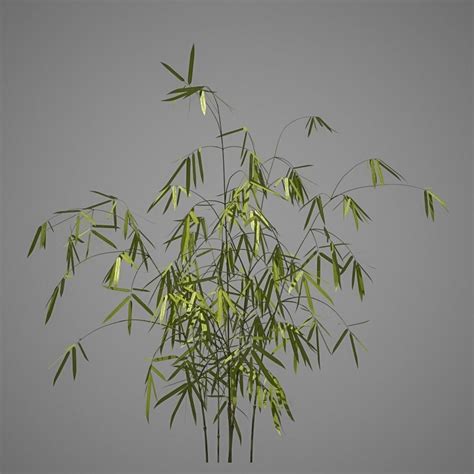 Bamboo Plant 3d Model Cgtrader