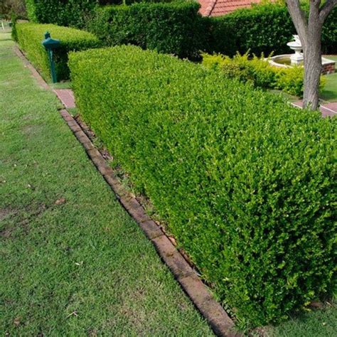 Wintergreen Japanese Boxwood Hedge Seeds Buxus microphylla | Etsy