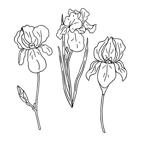 Iris Coloring Pages