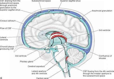 Cerebrospinal Fluid - Anatomy - Mitch Medical