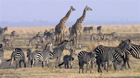 Lake Manyara Tarangire Serengeti And Ngorongoro Crater Days