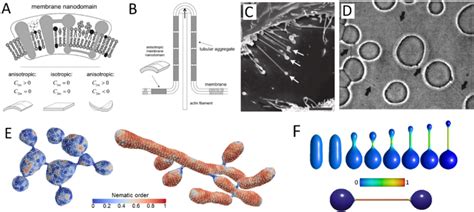 A A Diagram Illustrating Three Distinct Forms Of Flexible Membrane