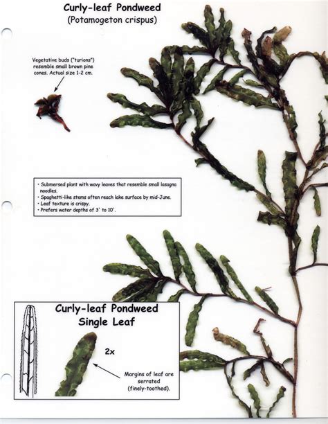 Curly Leaf Pondweed