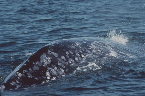 Dorsal Fins From Killer Whales To Narwhals Baleines En Direct