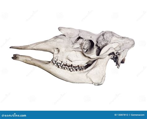 Animal skull stock photo. Image of dead, background, spooky - 13087812