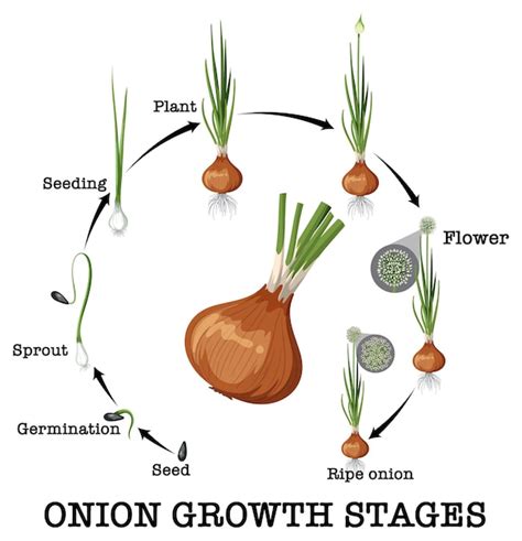 Diagrama Que Muestra El Ciclo De Vida De La Cebolla Vector Premium