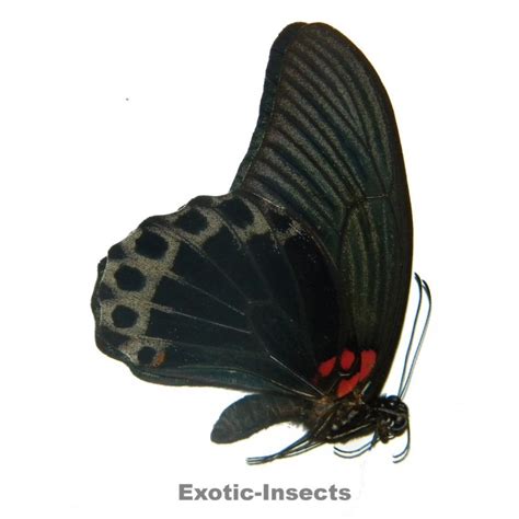 Papilio Memnon Memnon Exotic Insects