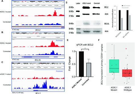 ASXL1 Mutation Leads To Increased Chromatin Accessibility And Increased