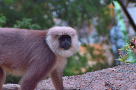 Langoor Langur Monkey - Free photo on Pixabay - Pixabay