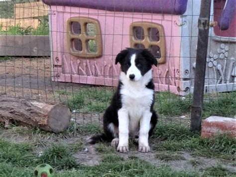 Chiots Border Collie Adopter Petite Annonce Chien