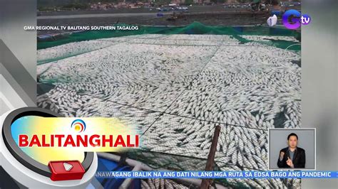 Bfar Calabarzon 300 Tonelada Ng Bangus At Tilapia Sa Taal Lake