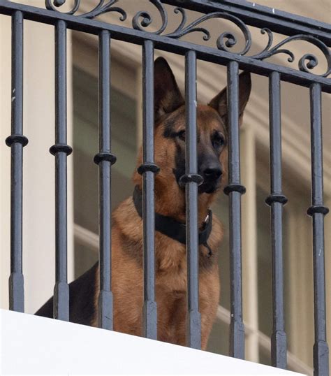 Commander Il Cane Di Biden Stato Allontanato Dalla Casa Bianca