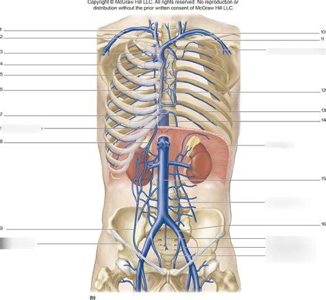 Labeling Veins Thoracic And Abdomen Diagram Quizlet