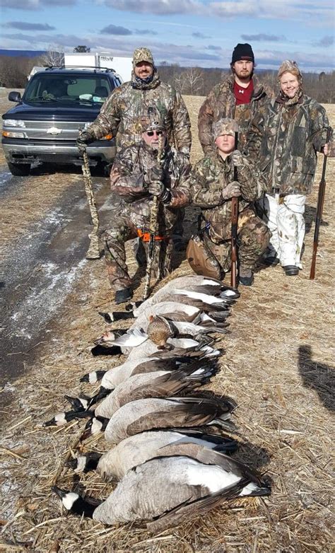 Guided Canada Geese Hunts Eastern Flyway Pennsylvania Geese At Your Feet