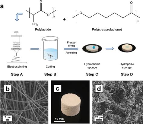 Thoroughly Hydrophilized Electrospun Poly L Lactide Poly E