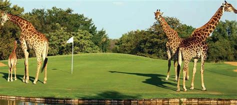 17 Best Images About Animals On A Golf Course On Pinterest At Close