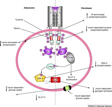 Molecular Mechanisms Of Insulin Resistance In Polycystic Ovary Syndrome