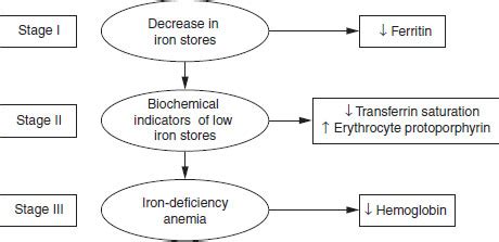 Physiopedia Stages Of Iron Deficiency Anemia