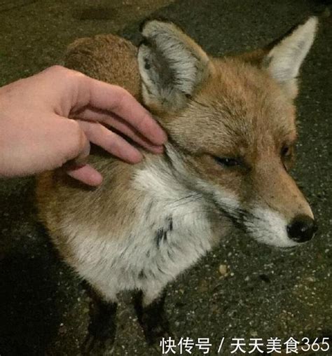 受傷狐狸每天都來家門口，等著暖男來餵它，傷好後竟這樣報答恩人 每日頭條