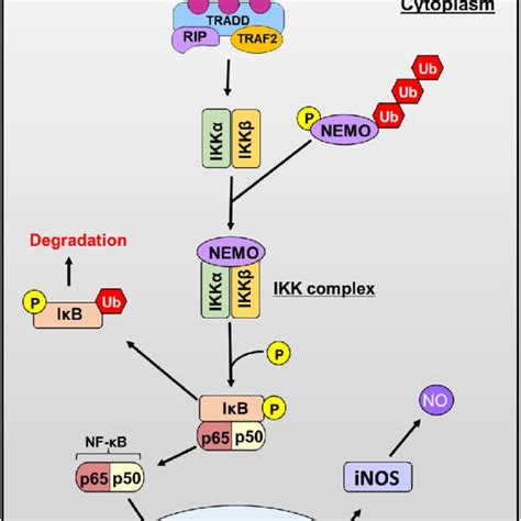 Canonical NF κB signaling via the IKK complex and IκB and subsequent