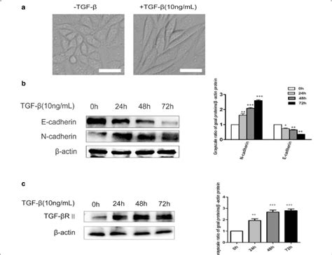 Effects Of Tgf On Cellular Morphological Changes And The Expressions