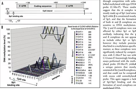 Bisulfite Sequencing Analysis Of The CLDN3 Promoter A Schematic