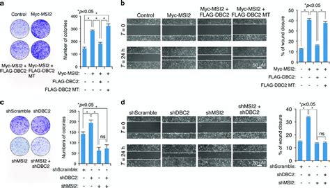 Dbc2 Inhibits Msi2 Dependent Clonogenic Growth And Cell Migration A