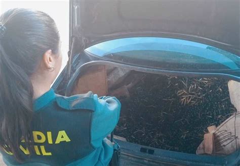 Cuatro Investigados Por El Robo De Más De Tres Toneladas De Aceitunas