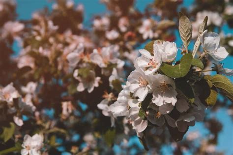 Flores Blancas De Manzano Huerto En Flor Rama De Manzana Con Flores