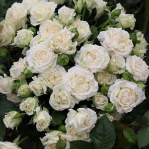 Bridal Veil Spray Roses Florabundance Wholesale Flowers