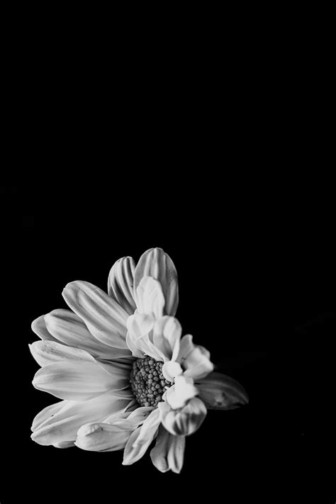 Flower Photography Wallpaper Black And White