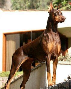 22 ideas de Dobermann perros doberman dóberman razas de perros