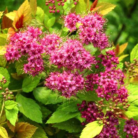 Spiraea Magic Carpet 247plants