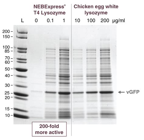NEBExpress® T4 Lysozyme | NEB 