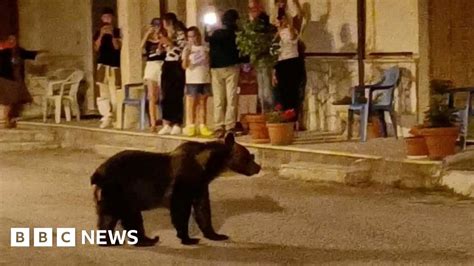 Shock After Popular Bear Shot Dead In Italian Town Bbc News