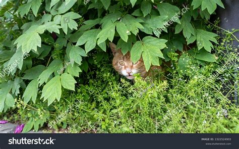 3,946 Cats Hiding Trees Images, Stock Photos & Vectors | Shutterstock