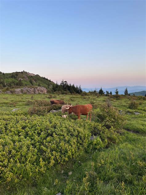 Amazing weekend in Grayson Highlands, VA! : r/backpacking